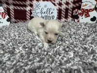 Cooper, a male Maltipoo for sale in Waynesville, MO – Photo 9 of 10