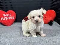 Cooper, a male Maltipoo for sale in Waynesville, MO – Photo 4 of 10