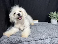 Cooper, a male Maltipoo for sale in Waynesville, MO – 3 of 10