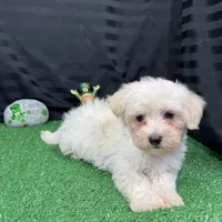 Cooper, a male Maltipoo for sale in Waynesville, MO – Photo 4 of 10