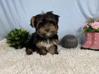 Peter, a male Yorkshire Terrier for sale in Waynesville, MO – 2 of 10