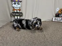 Ghost, a male Miniature Dachshund for sale in Waynesville, MO – 3 of 3