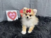 Fern, a female Pomeranian for sale in Waynesville, MO – Photo 3 of 10