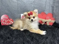 Fern, a female Pomeranian for sale in Waynesville, MO – Photo 2 of 10