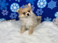 Fern, a female Pomeranian for sale in Waynesville, MO – Photo 8 of 10