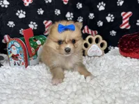Fern, a female Pomeranian for sale in Waynesville, MO – Photo 10 of 10
