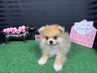 Fern, a female Pomeranian for sale in Waynesville, MO – Photo 5 of 10