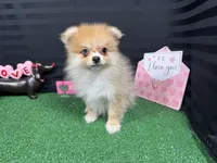 Fern, a female Pomeranian for sale in Waynesville, MO – Photo 6 of 10