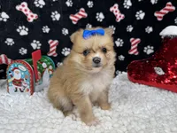 Fern, a female Pomeranian for sale in Waynesville, MO – Photo 9 of 10