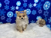 Fern, a female Pomeranian for sale in Waynesville, MO – Photo 7 of 10