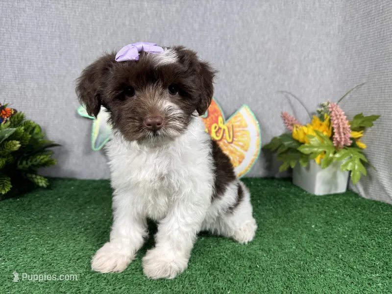 Mocha – Yorkipoo puppy for sale in Waynesville, MO