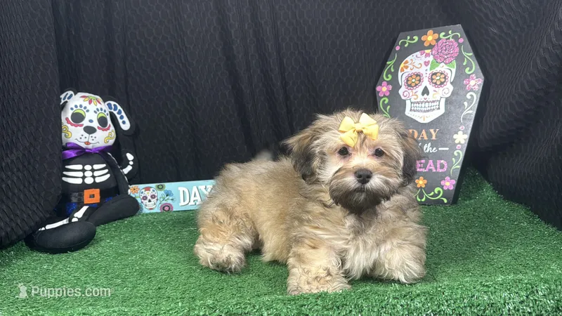 Izzy – Havanese puppy for sale in Waynesville, MO