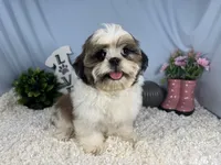 Grizzley, a male Shih Tzu for sale in Waynesville, MO – 2 of 4