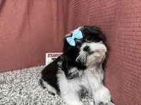 Gypsy, a female Shih Tzu for sale in Waynesville, MO – 2 of 4