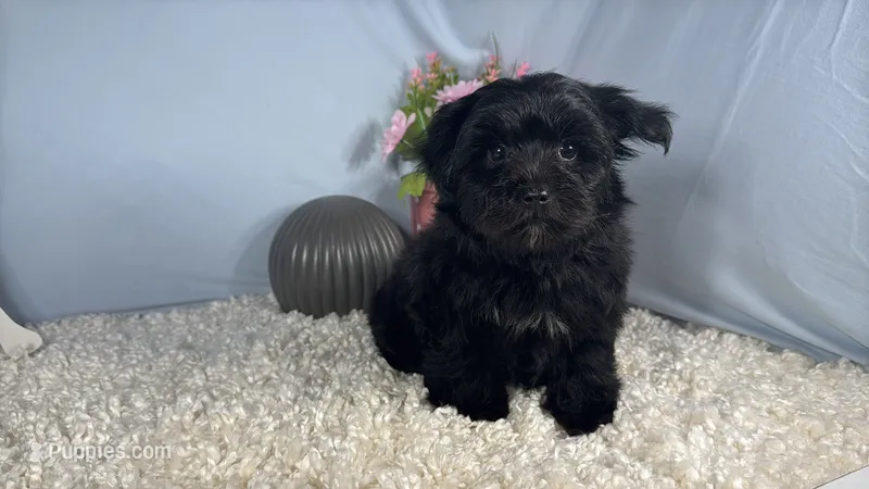 Paxton – Morkie puppy for sale in Waynesville, MO