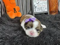 Tansy, a female Shih Tzu for sale in Waynesville, MO – 3 of 3