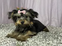 Sophia, a female Yorkshire Terrier for sale in Waynesville, MO – 3 of 10