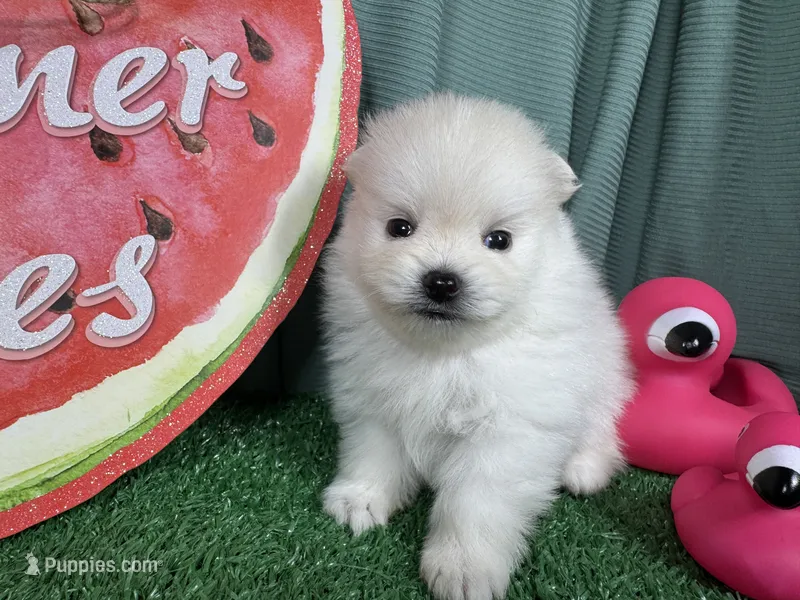 Phoenix – Pomeranian puppy for sale in Waynesville, MO