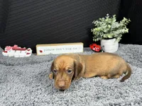 Wilber, a male Miniature Dachshund for sale in Waynesville, MO – 3 of 4