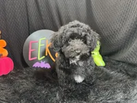 Nick, a male Poodle - Toy  for sale in Waynesville, MO – 3 of 10
