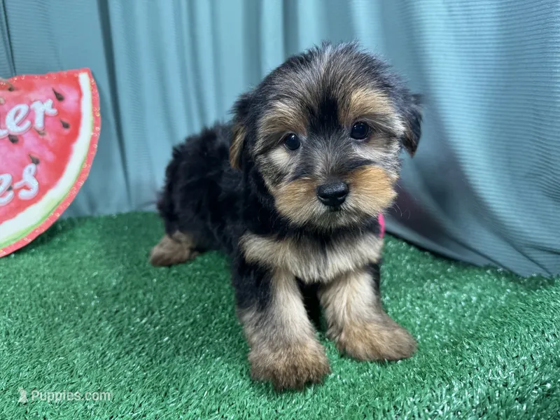 Scottie – Yorkshire Terrier puppy for sale in Waynesville, MO