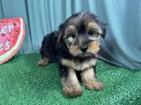 Scottie, a male Yorkshire Terrier for sale in Waynesville, MO – 1 of 3