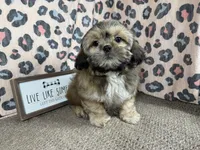 Tucker, a male Shih Tzu for sale in Waynesville, MO – 1 of 3