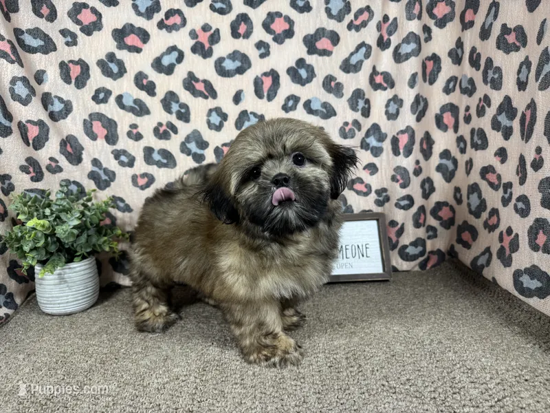 Titus – Shih Tzu puppy for sale in Waynesville, MO