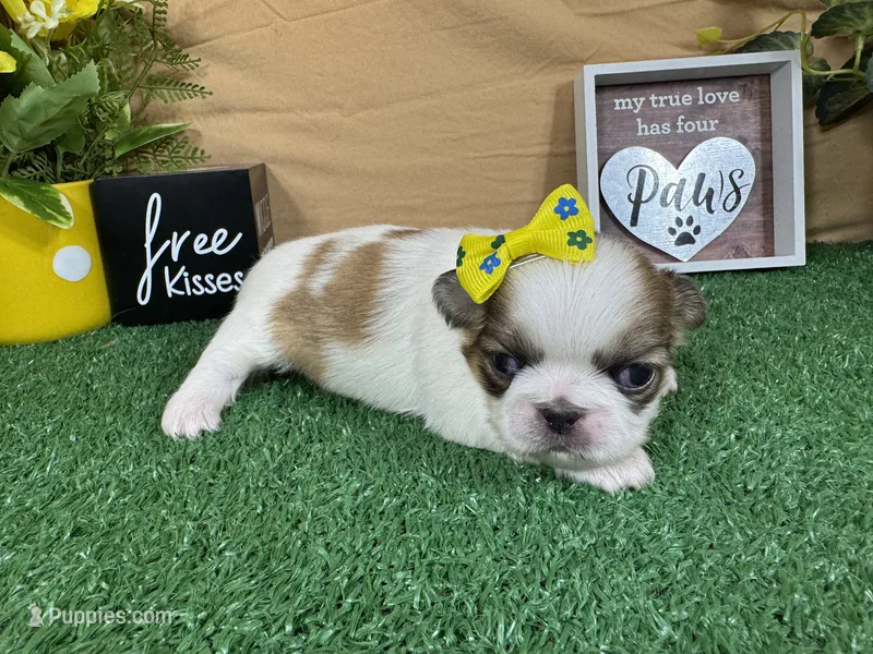 Claire – Pekingese puppy for sale in Waynesville, MO