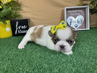 Claire, a female Pekingese for sale in Waynesville, MO – 1 of 3