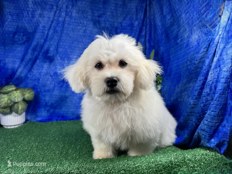 Ian – Havamalt puppy for sale in Waynesville, MO