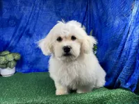 Ian, a male Havamalt for sale in Waynesville, MO – 4 of 10