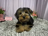 Samuel, a male Yorkshire Terrier for sale in Waynesville, MO – 2 of 10