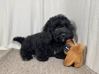 Nathan, a male Poodle - Toy  for sale in Waynesville, MO – 4 of 10