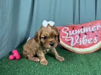 Renae, a female Cavalier King Charles Spaniel for sale in Waynesville, MO – 2 of 3