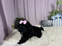Gypsy, a male Shih Tzu and Poodle - Toy  for sale in Waynesville, MO – 3 of 3