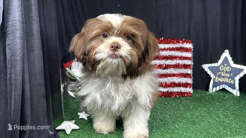 Gilroy – Shih Tzu puppy for sale in Waynesville, MO