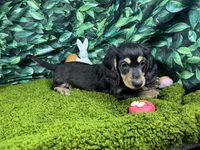 Liberty, a female Miniature Dachshund for sale in Waynesville, MO – Photo 3 of 6