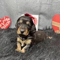 Liberty, a female Miniature Dachshund for sale in Waynesville, MO – Photo 5 of 6