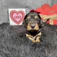 Liberty, a female Miniature Dachshund for sale in Waynesville, MO – Photo 4 of 6