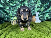 Liberty, a female Miniature Dachshund for sale in Waynesville, MO – Photo 2 of 6