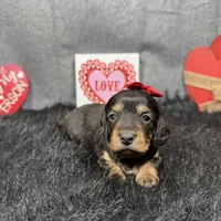 Liberty, a female Miniature Dachshund for sale in Waynesville, MO – Photo 6 of 6