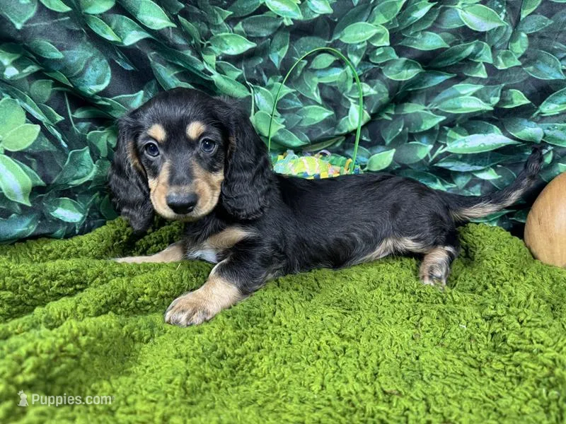 Liberty – Miniature Dachshund puppy for sale in Waynesville, MO