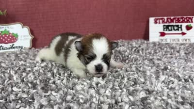 Baker, a male Pomeranian for sale in Waynesville, MO – 4 of 4