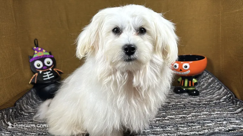Izen – Havamalt puppy for sale in Waynesville, MO