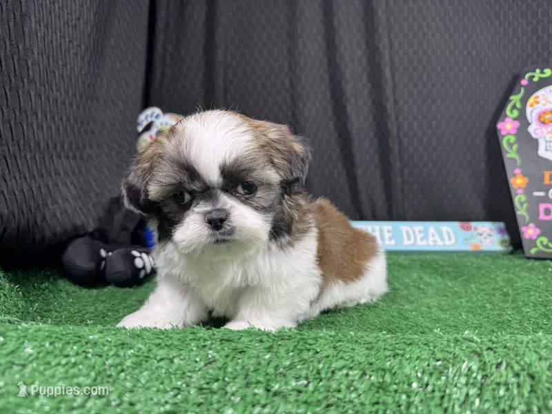 Glen – Shih Tzu puppy for sale in Waynesville, MO