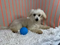 Curtis, a male Maltipoo for sale in Waynesville, MO – 6 of 10