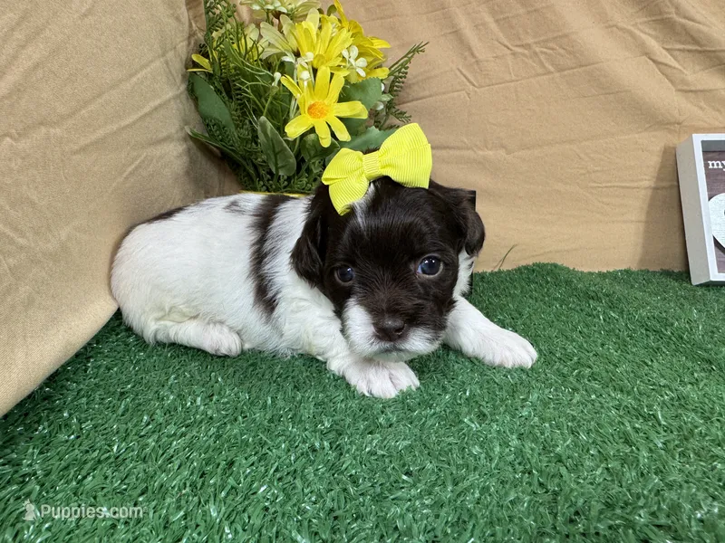 Tabby – Shih Tzu puppy for sale in Waynesville, MO