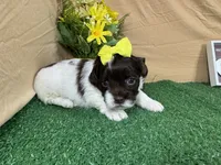 Tabby, a female Shih Tzu for sale in Waynesville, MO – 1 of 3