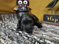 Boone, a male Peekapoo for sale in Waynesville, MO – 3 of 3